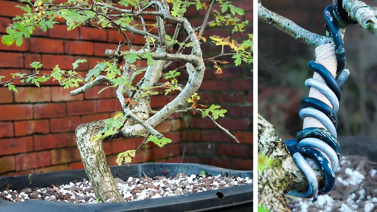 Yamadori Hawthorn - success and failure