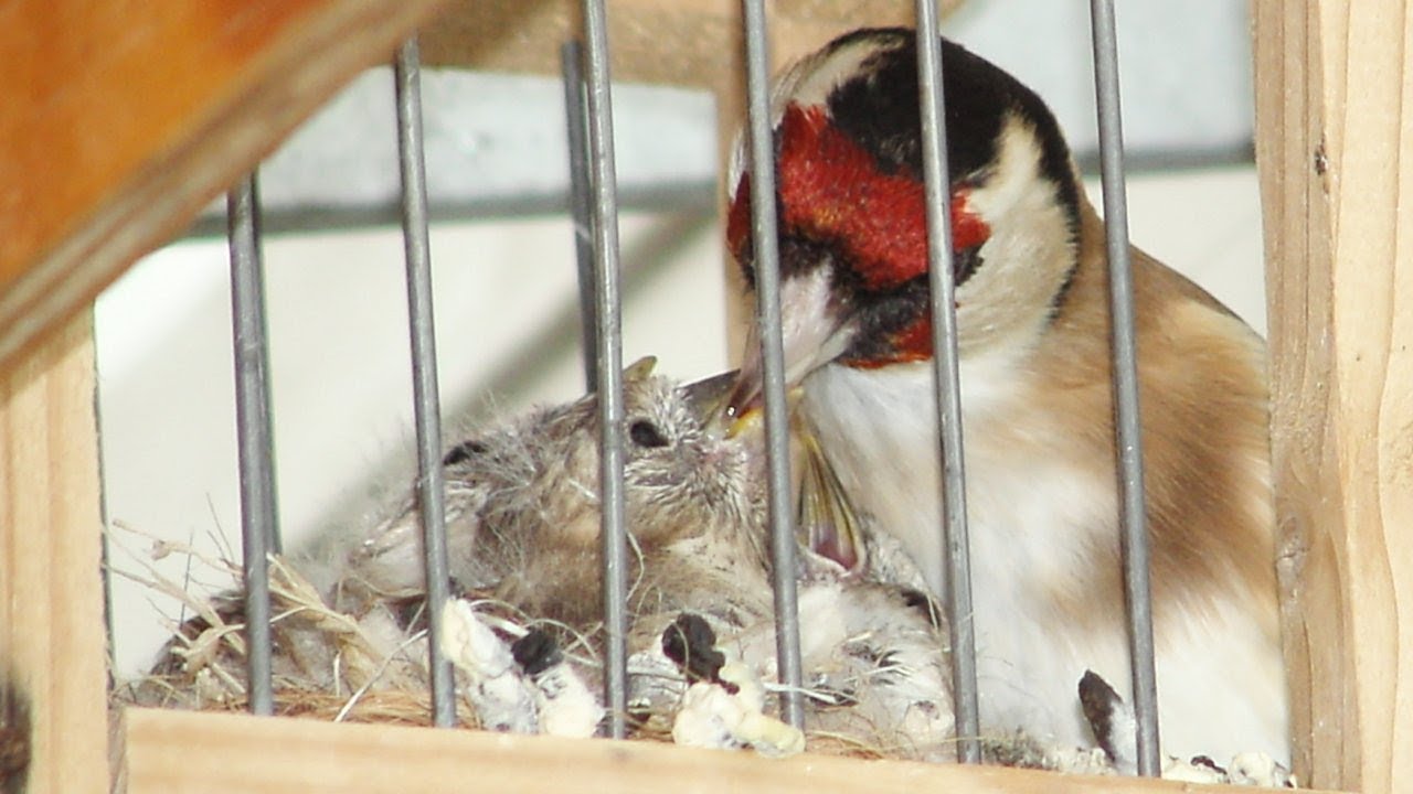#vogelzucht,Stieglitzzucht bei Walter Rösler.Carduelis breed.Razza di carduelis.race carduelis.