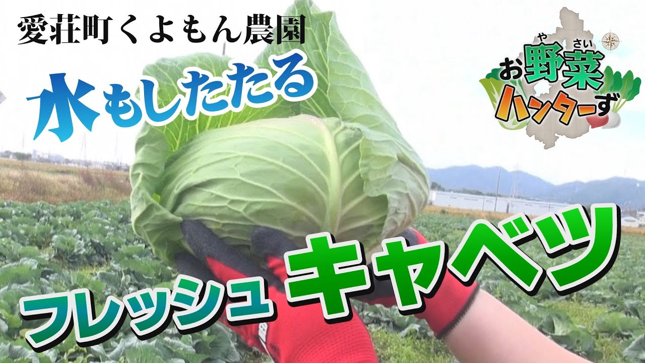 【お野菜ハンターず】 フレッシュキャベツ　愛荘町くよもん農園