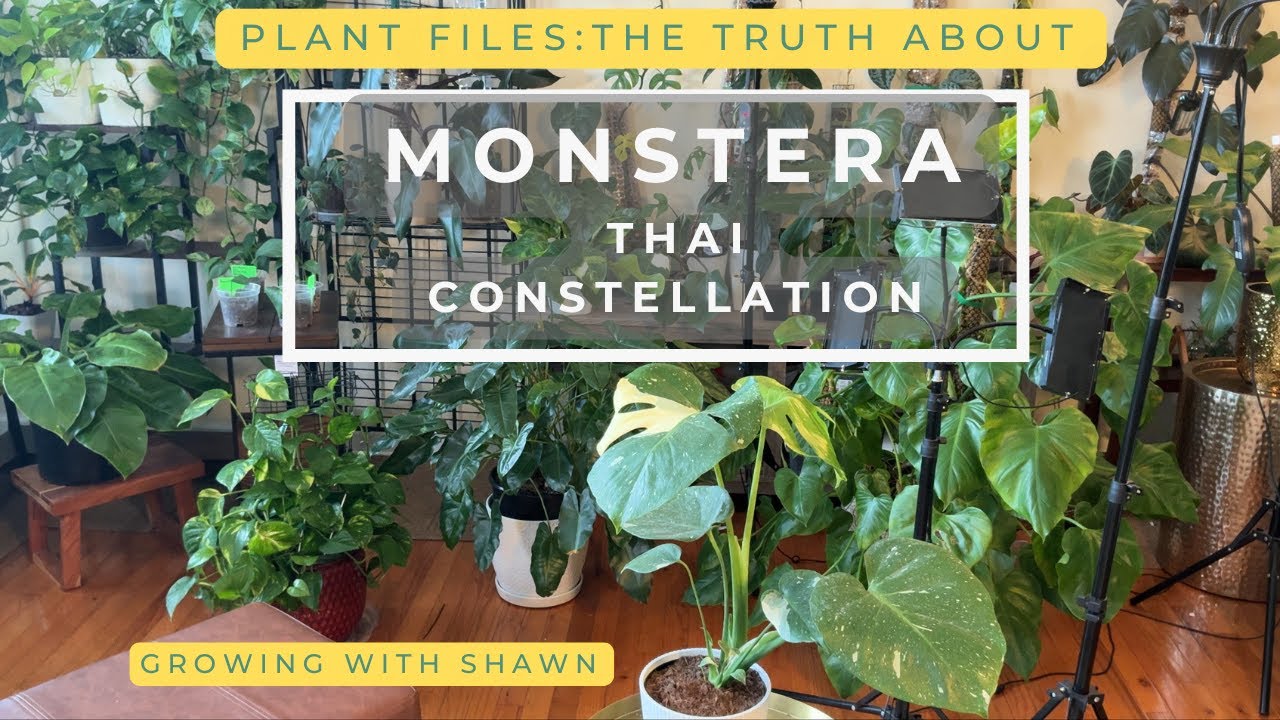 The truth about the Monstera Thai Constellation