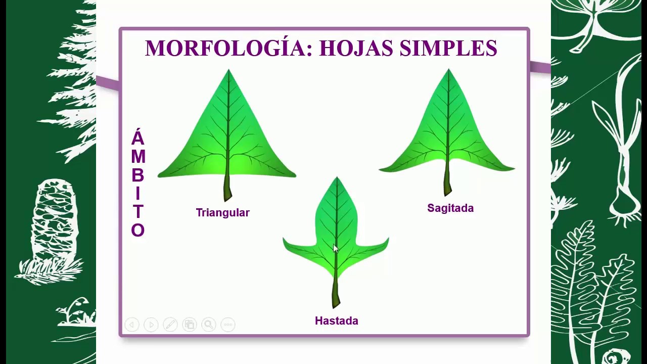 BOTÁNICA MORFOLÓGICA (HOJA)