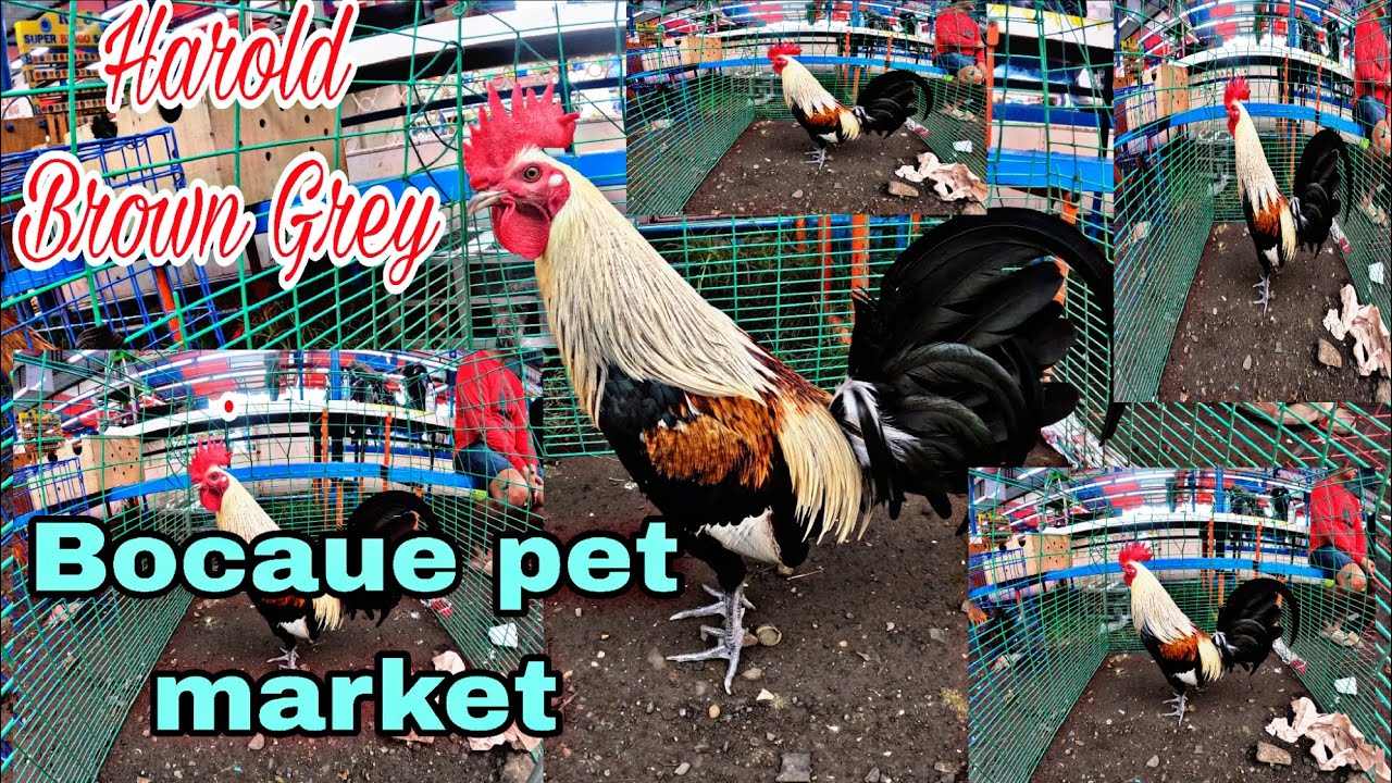 Harold brown grey , Bocaue pet market .