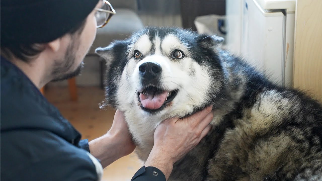 Happy Husky Reunited With The People He Loves!