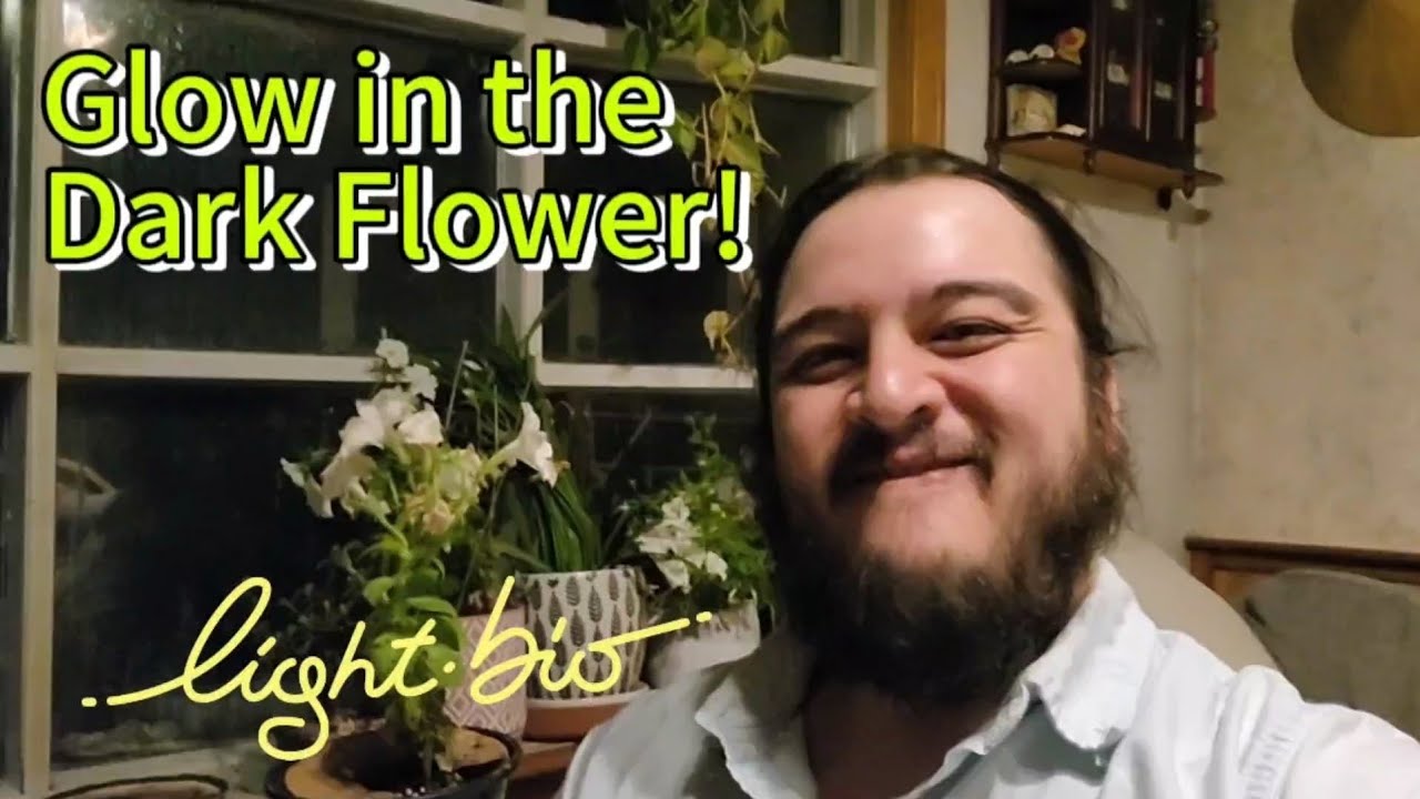 My Review of the Light Bio Glow-in-the-Dark Petunias after One Month