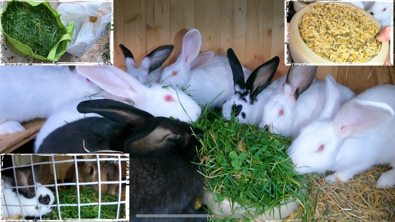 Kaninchen füttern mit Rasen vom Spielplatz