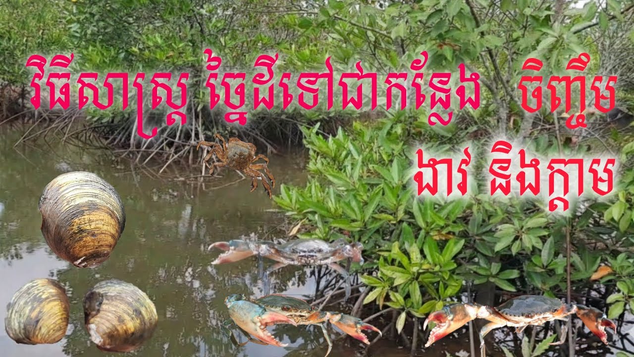 របៀបកែច្នៃដី អោយក្លាយជាកន្លែងចិញ្ចឹមងាវ និងក្តាមថ្មបាន