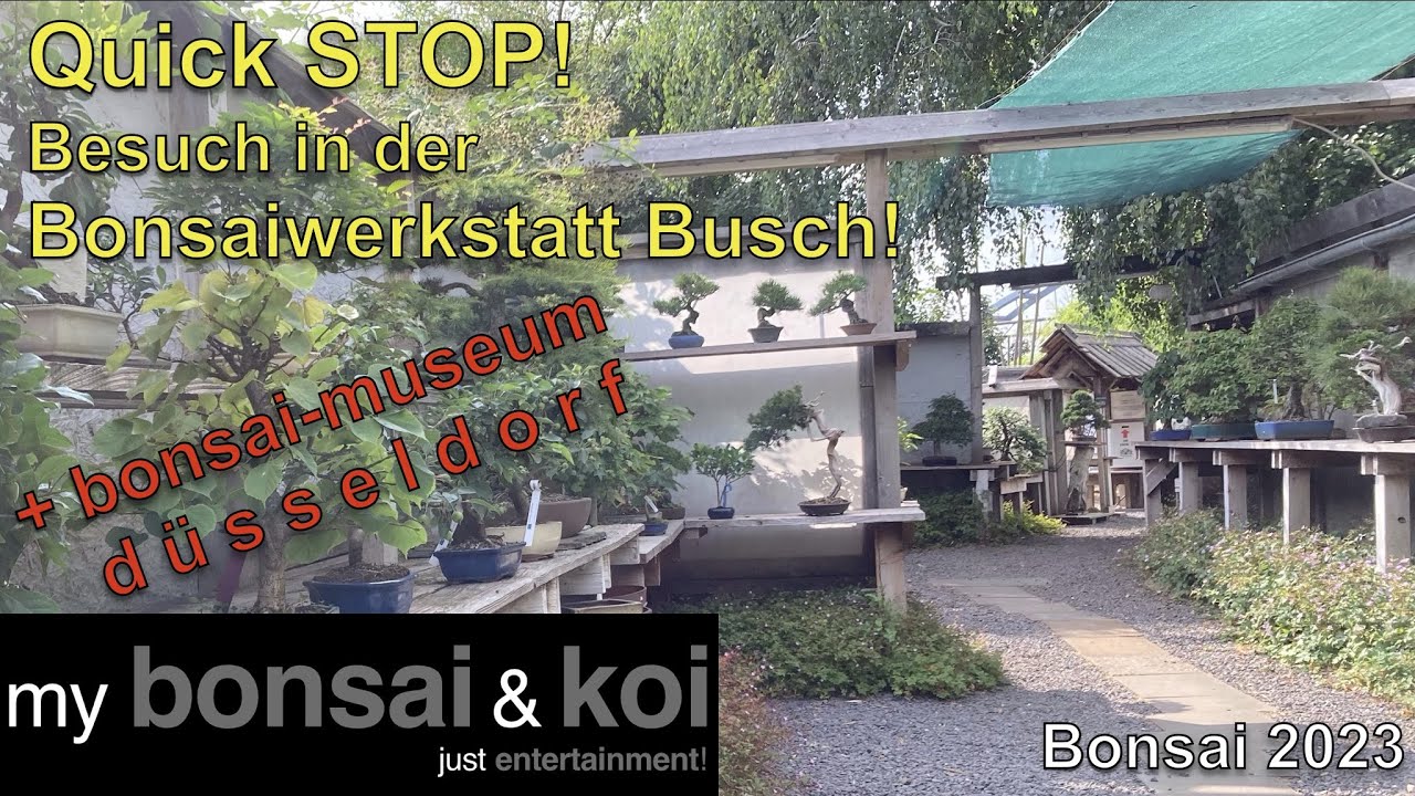 Bonsai 2023-37 - QUICK STOP! - Besuch in der Bonsaiwerkstatt Busch und im Bonsai-Museum Düsseldorf!