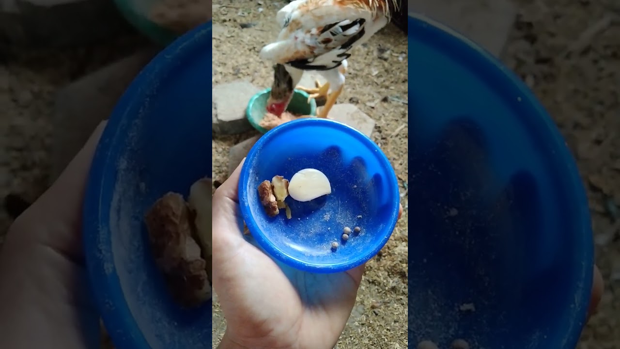 Jamu Ayam jago supaya birahi #kandang_ayam_shamo