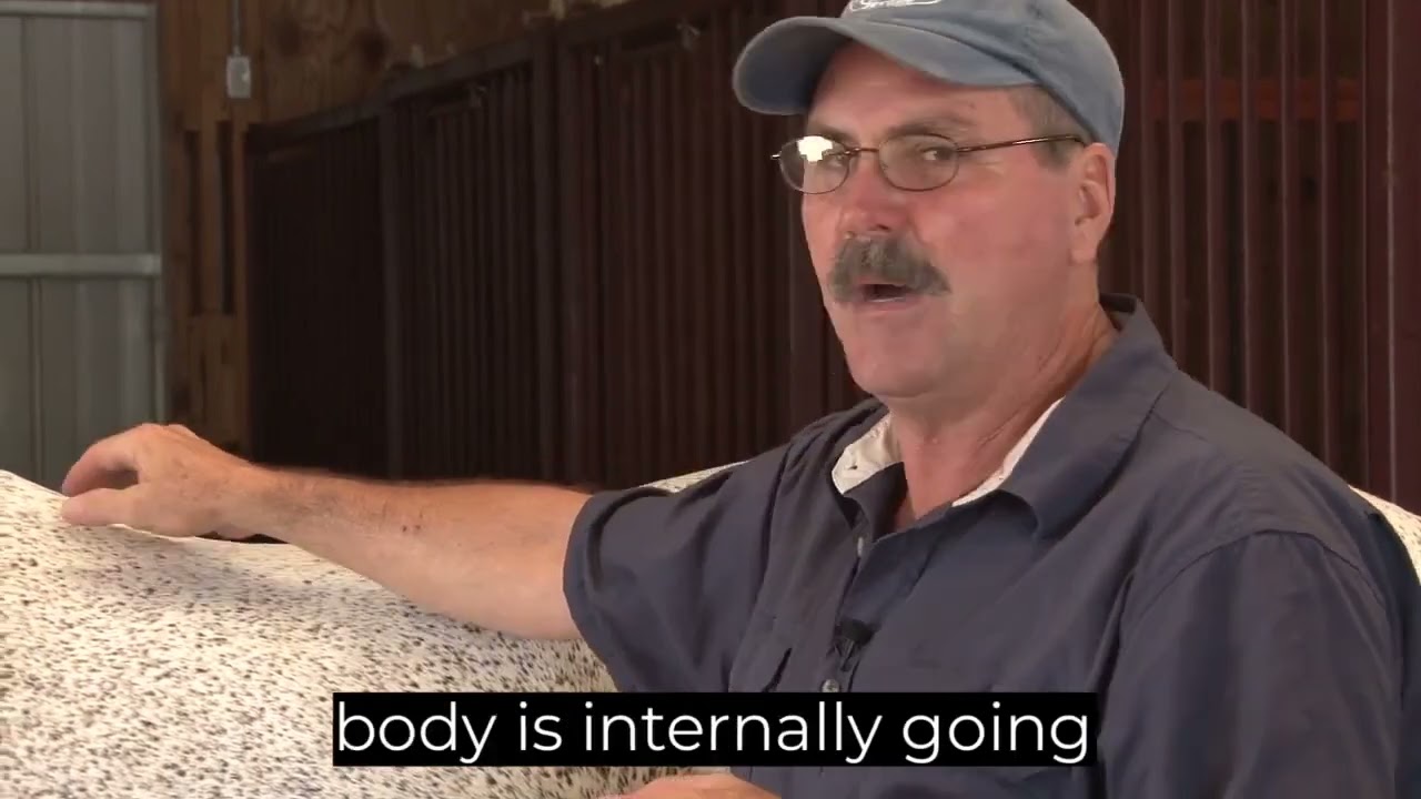 Releasing tension in horses with sore back
