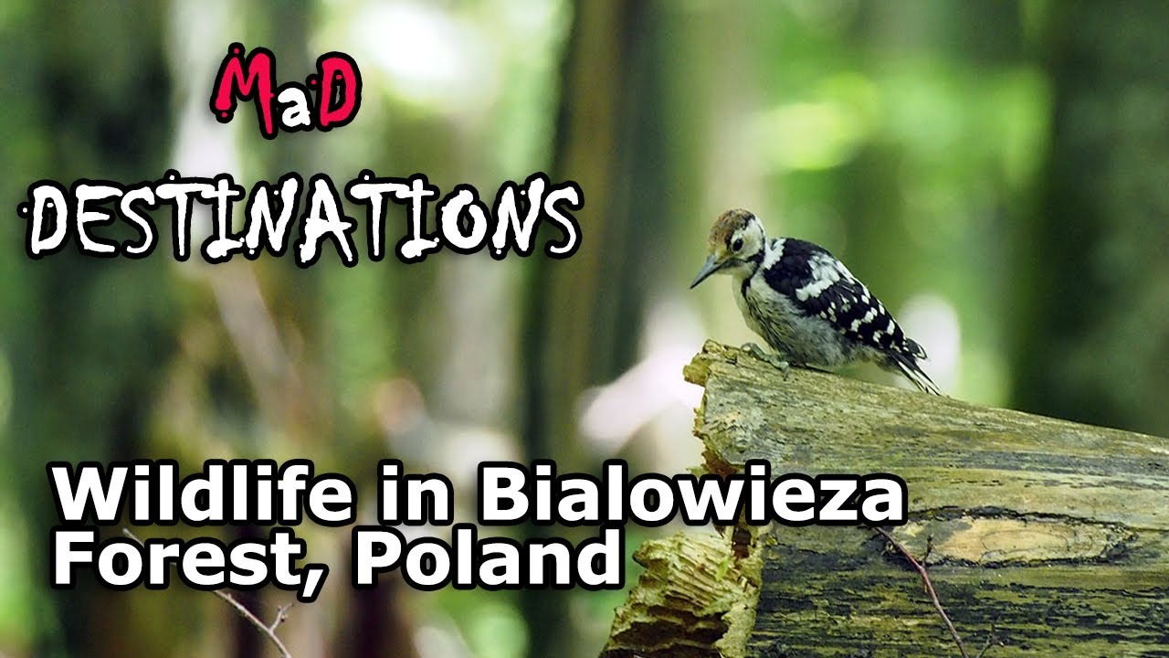 Wildlife in Bialowieza Forest, Poland