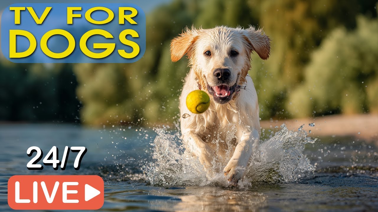 🔴[В прямом эфире] Музыка для собак 🐶 Успокаивающая музыка для снятия тревоги разлуки и стресса 🎵