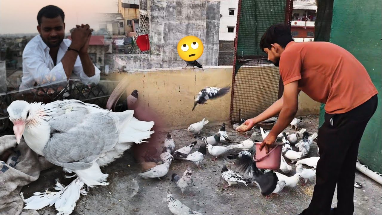 Night Ruke 🕊️ Waps Aagye || Kll Morning me Udenge Kabootar 😍