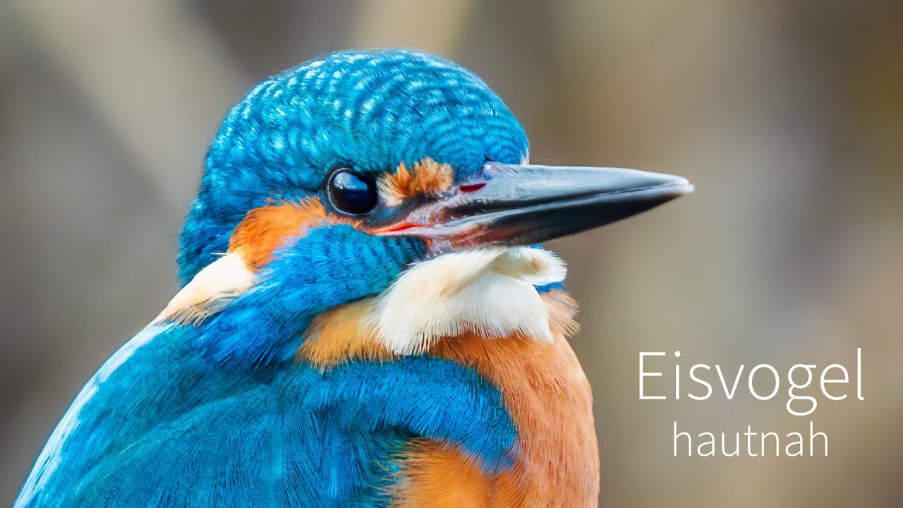 Eisvogel hautnah 4K