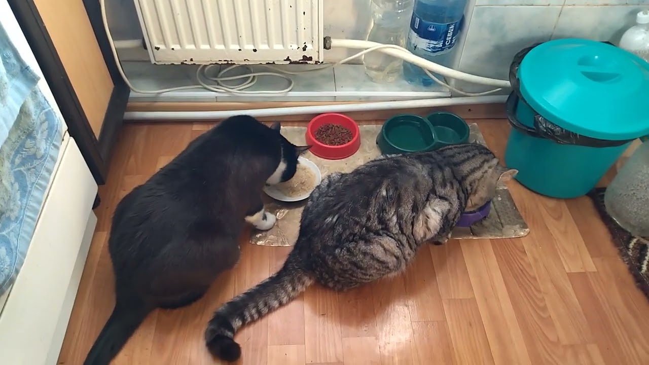 Behavior of Cats That Really Want to Eat