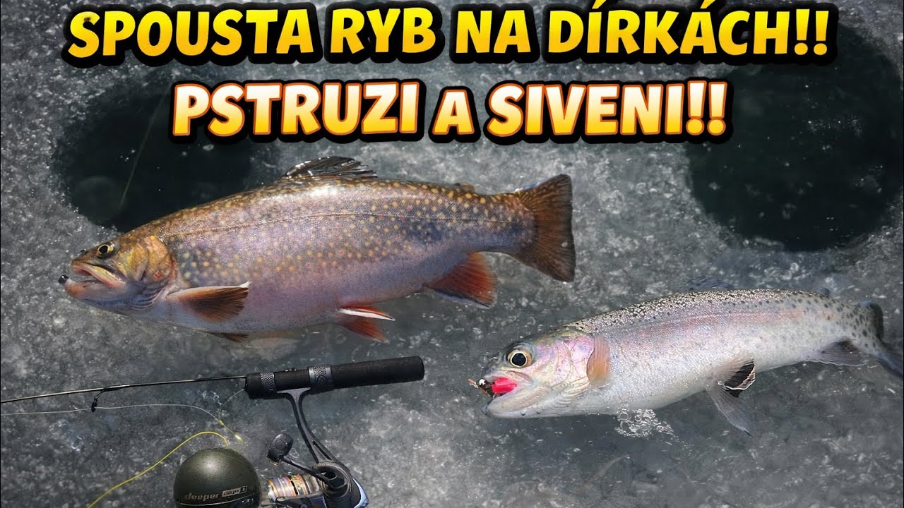 Spousta ryb na dírkách!! Pstruzi a siveni!! #tobiaskubicek #viral #trout
