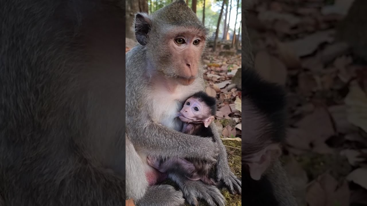 Lovely baby monkey & real mom to care #shorts