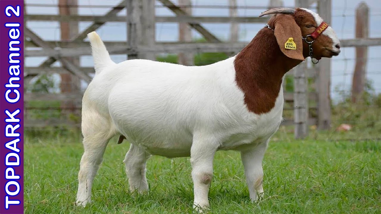 10 Razas incre&iacute;bles de cabras