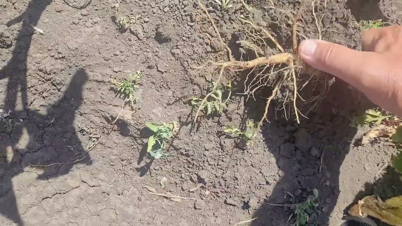 Що з цим робити???? Атака Шипоноски !!! ⚠️⚠️⚠️