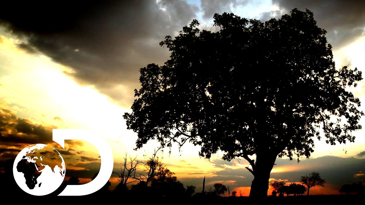The Sausage Tree | Africa's Trees Of Life