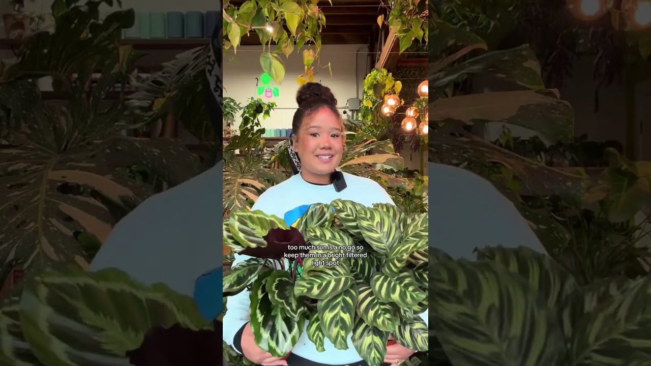 tips for thriving calatheas 🌿 #calathea #plantcare #planttips #plantmom #plantlover