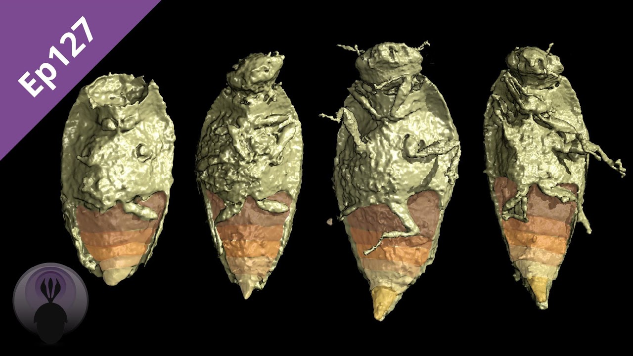Episode 127: Coprolite Inclusions