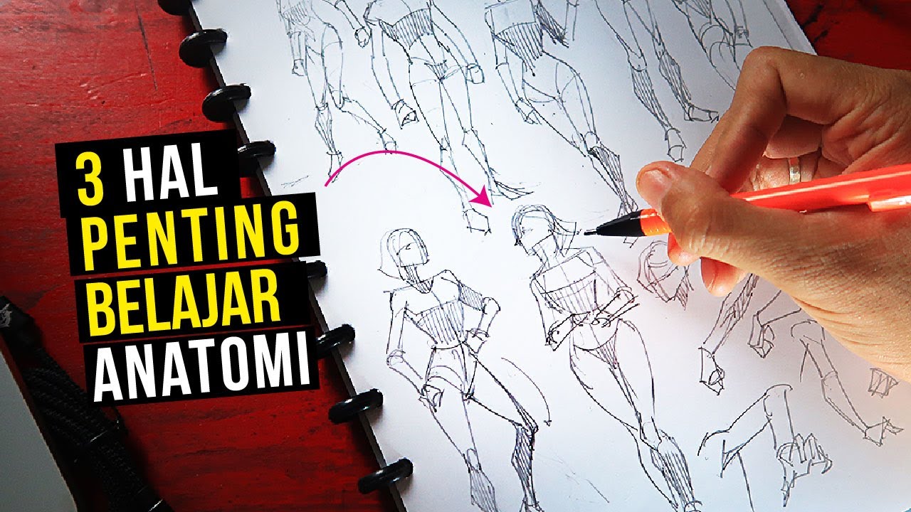 3 HAL PENTING MENGGAMBAR ANATOMI PEMULA WAJIB TAHU