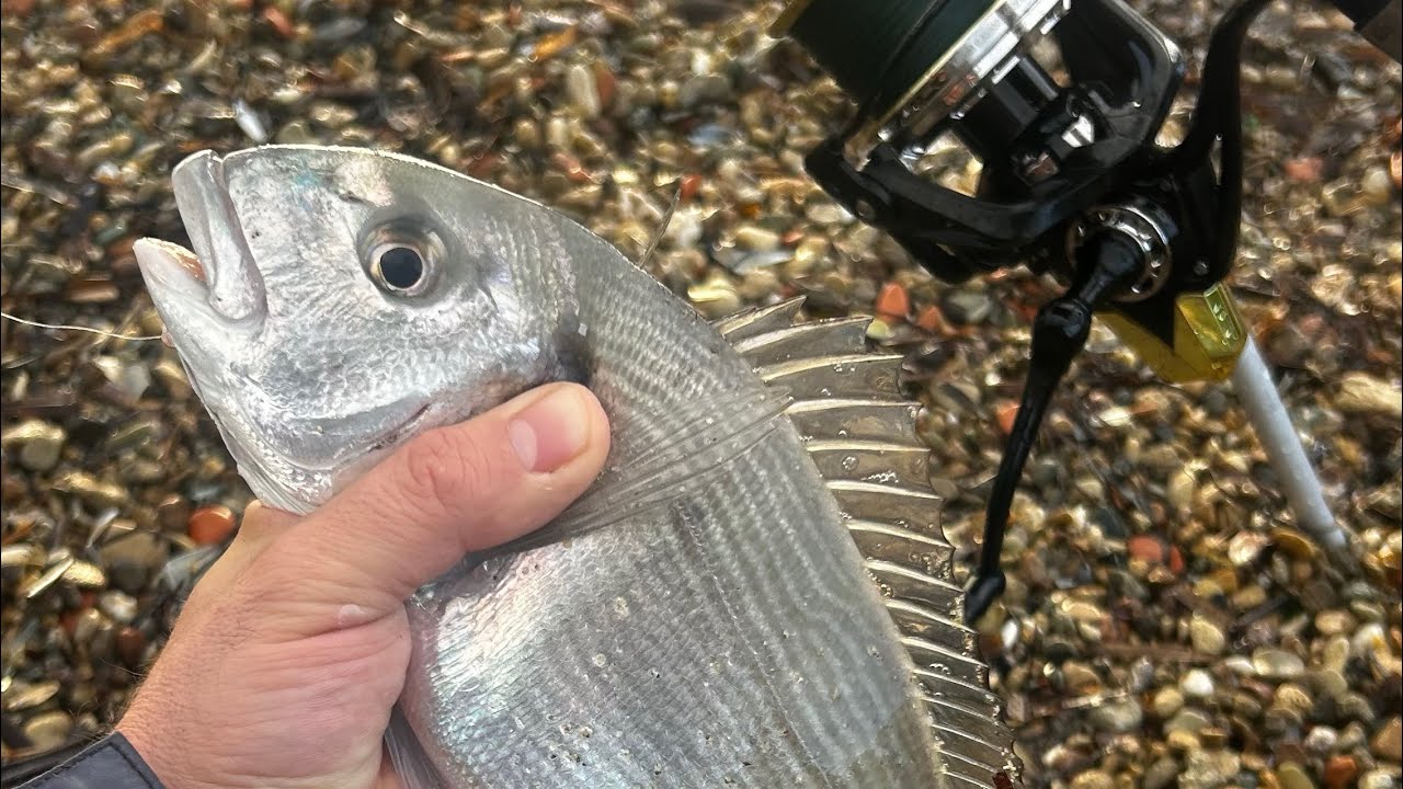 ÇUPRALAR ÇILDIRDI... ARKA ARKAYA GELDİLER. BÖLÜM 1 #fishing #balık #fish #cupra  #surfcasting 
