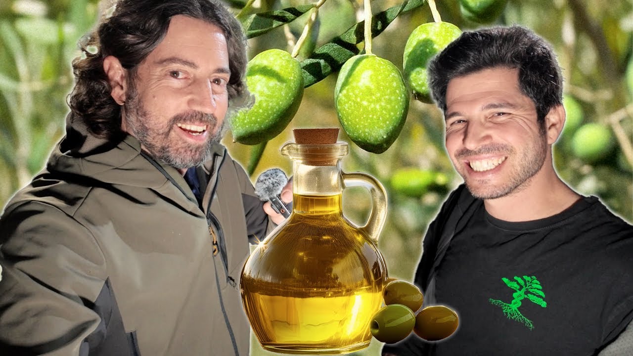 איך להפיק שמן זית ב 7 שקלים לליטר?  מדריך הפקת שמן זית ביתי