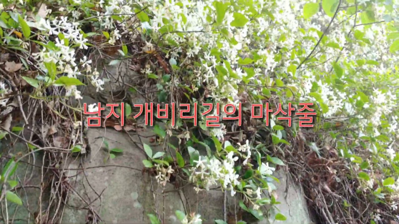 개비리길 마삭줄