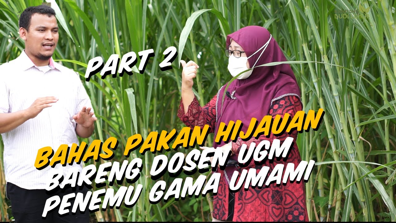 PART 2 Belajar Tentang Hijauan Pakan Ternak Yang Baik, Bersama Doktor Penemu Gama Umami