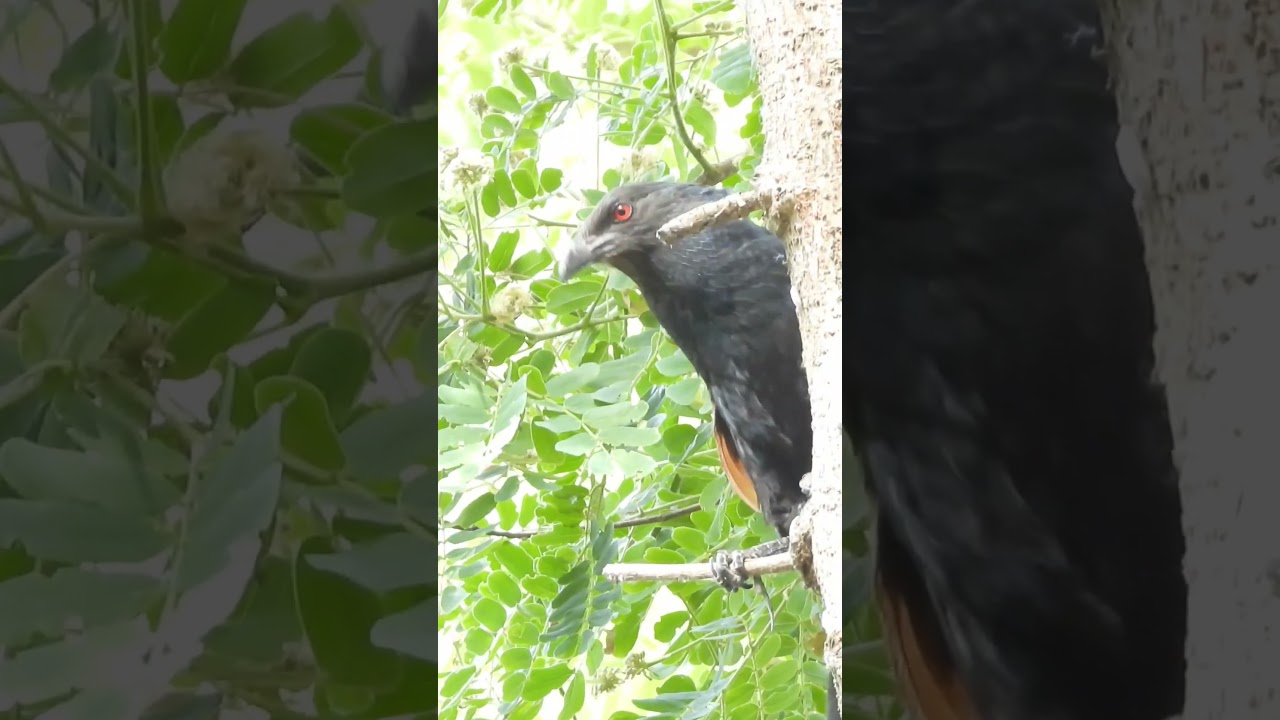 Greater coucal Beautiful Sound #nature #amazing #birdphotography #naturephotography #shortsvideo