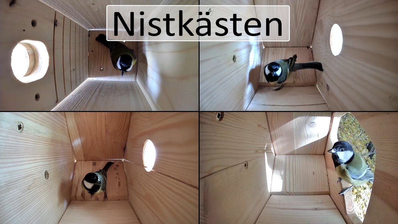 Nistkästen | Aufzeichnung vom 25.01.2026 Part 2