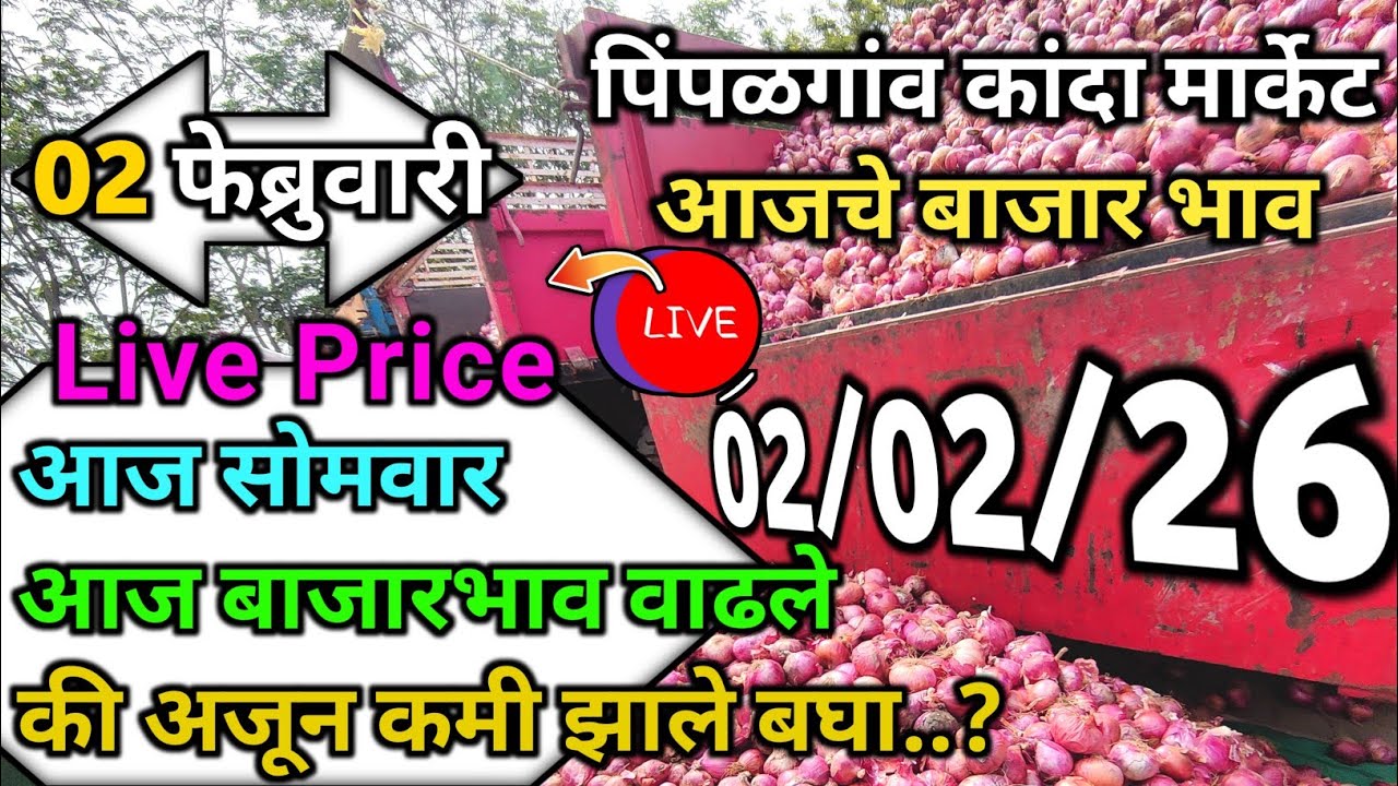 Pimpalgaon Onion Market Price Today:Latest Rates And Insights 02 February 2025