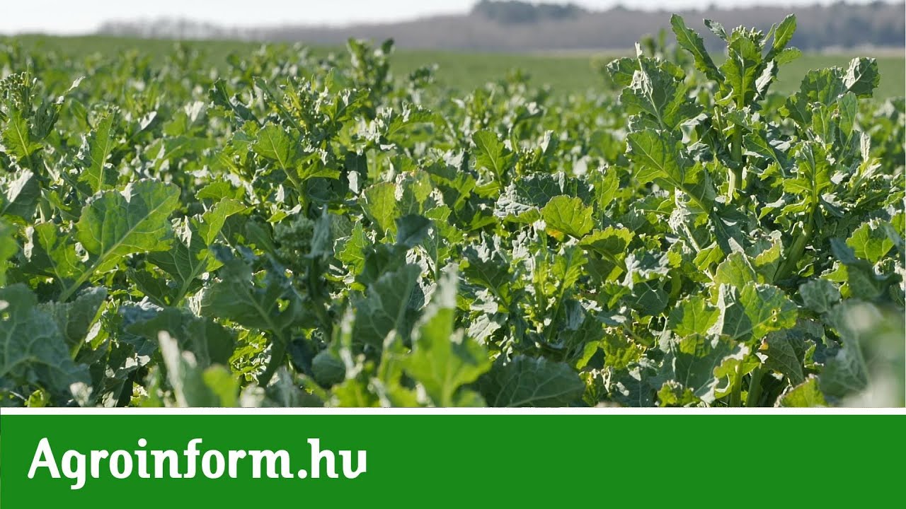 A látvány- és a számok magukért beszélnek a fűzvölgyi repcén!