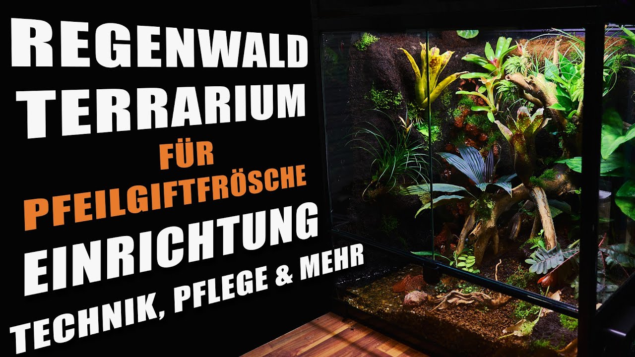 Tropen Terrarium Tutorial - Aufbau, Technik, Pflanzen, Tiere & mehr!