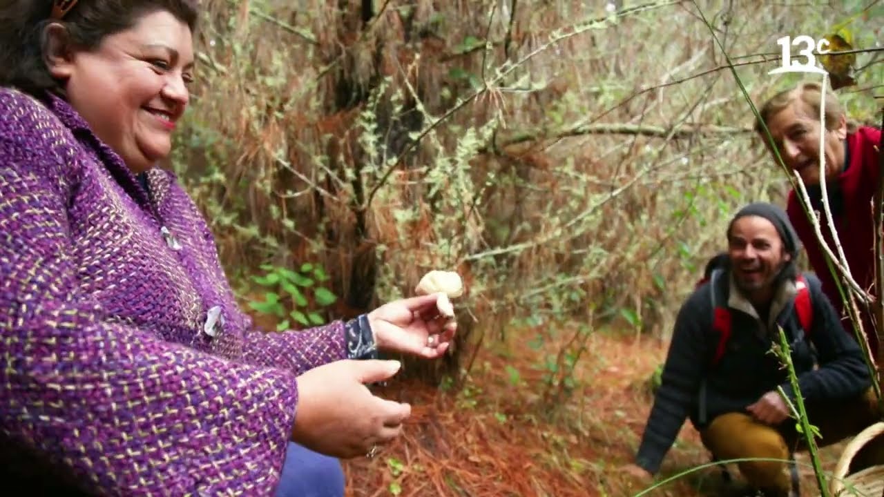 Recolectando hongos silvestres del Bosque Valdiviano | Carlo Cocina