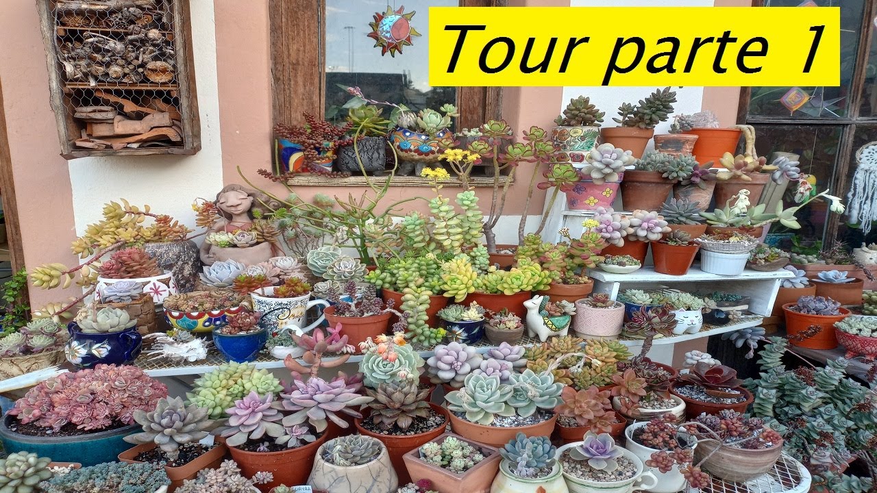 Tour!!! Primera parte. Suculentas #lasplantasdegeral #suculentas #sedum #jardin  #sedumsinforosanum
