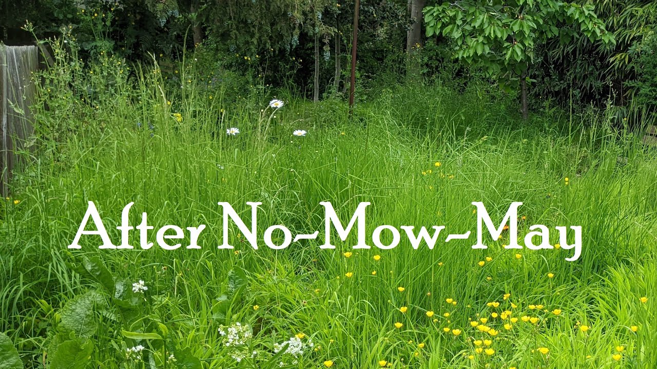 Strimming and mowing my over grown back garden after No-Mow-May 2023.