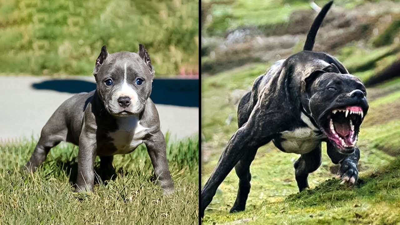 ANTES Y DESPUÉS DE ANIMALES CRECIENDO. INCREÍBLES TRANSFORMACIONES DE ANIMALES