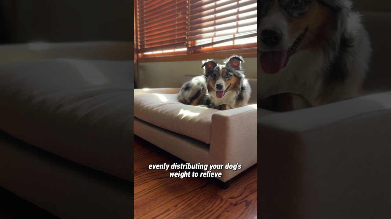 Orthopedic Dog Sofa Bed