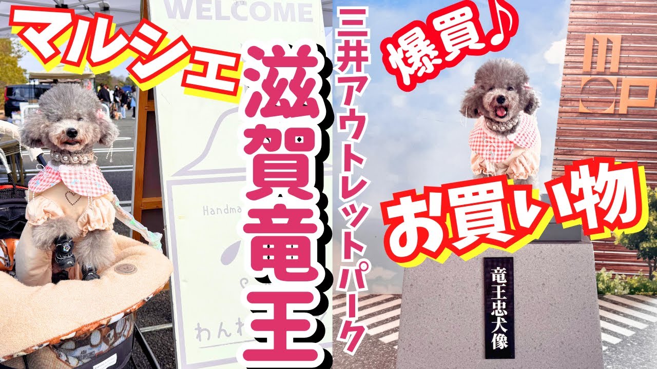 爆買い？滋賀竜王アウトレットで愛犬とお買い物【わんわんマルシェ】同時開催で楽しすぎた🐶