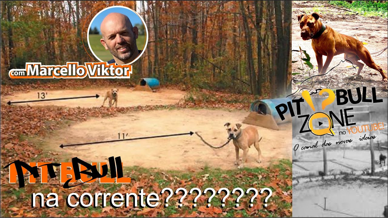 o uso de CORRENTE no manejo do PIT BULL, está correto?