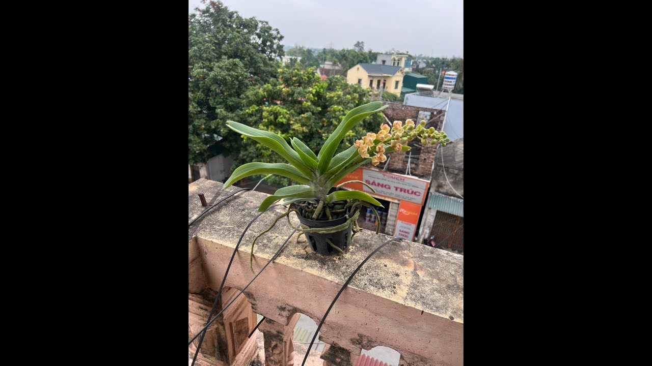 NHẠN THÁNG 8 HƯỜNG HÀ NAM 0399930009 || PHONG LAN RỪNG