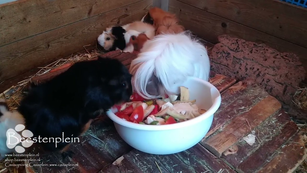 Our guinea pig girls eating vegetables!