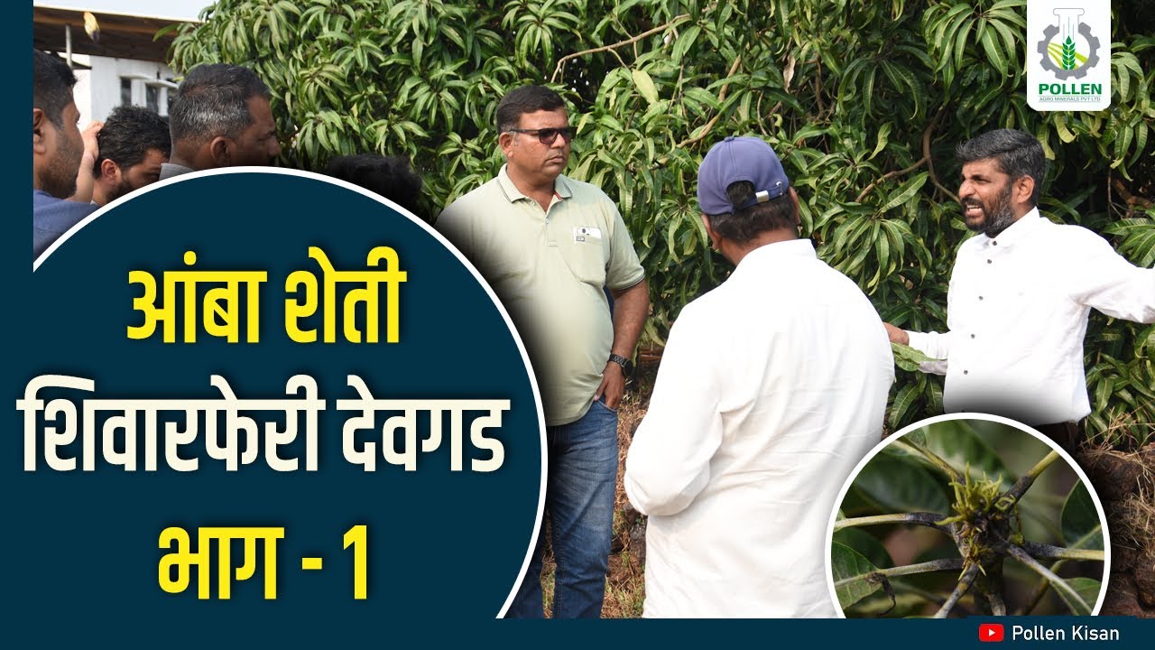 शिवारफेरी देवगड । आंबा शेती । भाग १ । Pollen Kisan