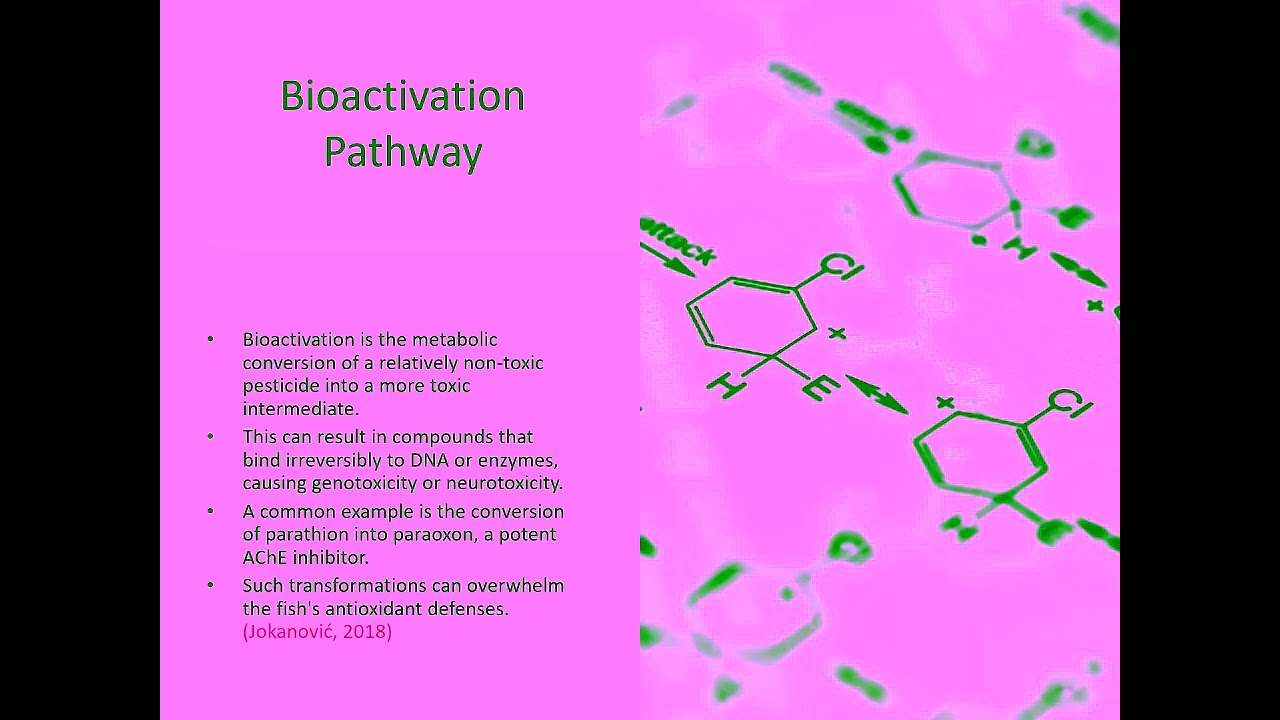 Understanding Pesticide Toxicity in Fish: Detoxification vs. Bioactivation