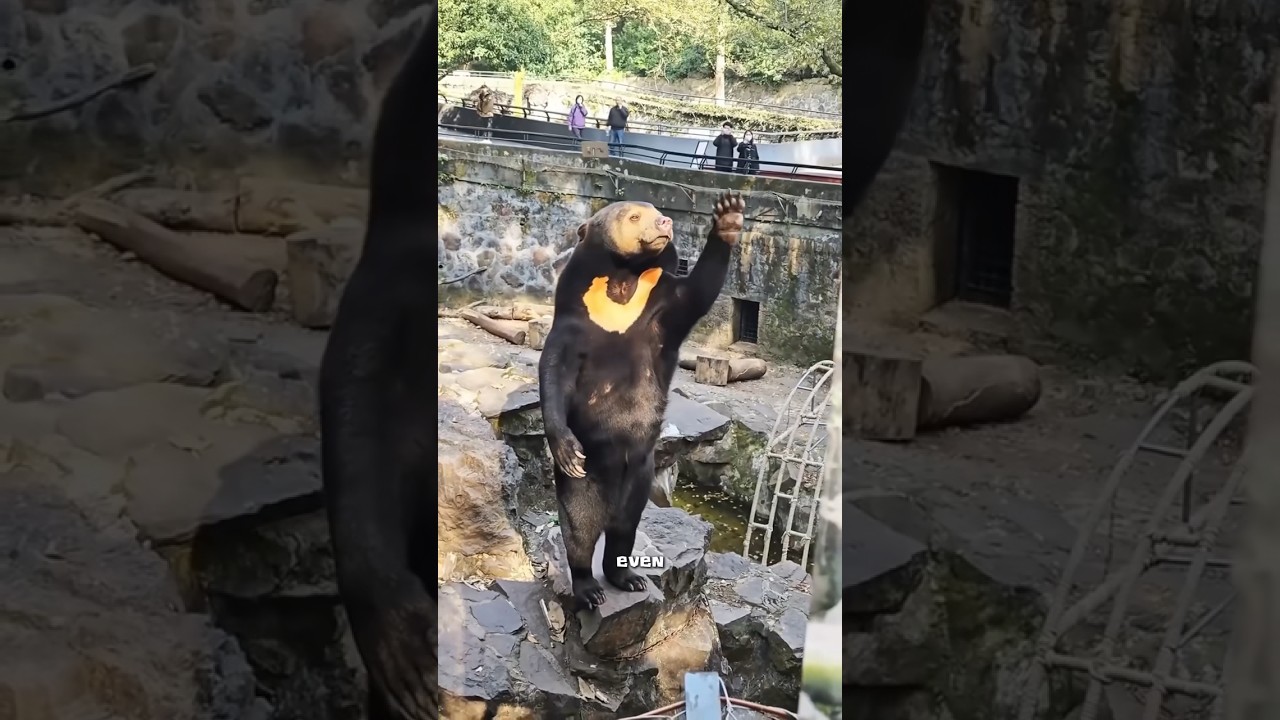 Sun bear #cute #animals