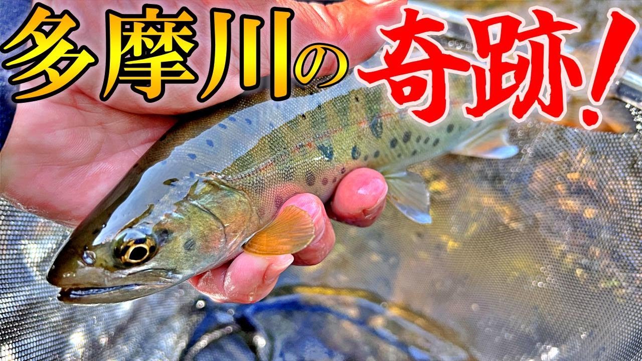 多摩川で渓流釣りしてたら奇跡が起きた！