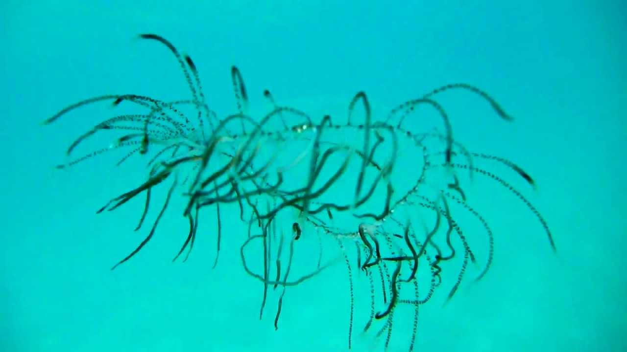 Olindias phosphorica