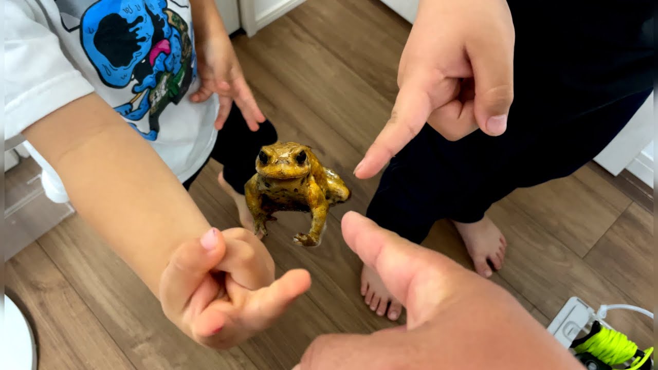 離島育ちのペット「ミヤコヒキガエル」をお迎えしました！